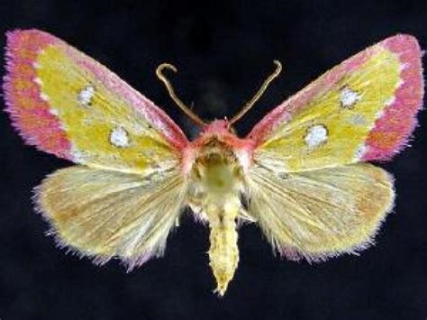 pink star moth